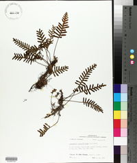 Pleopeltis polypodioides subsp. polypodioides image
