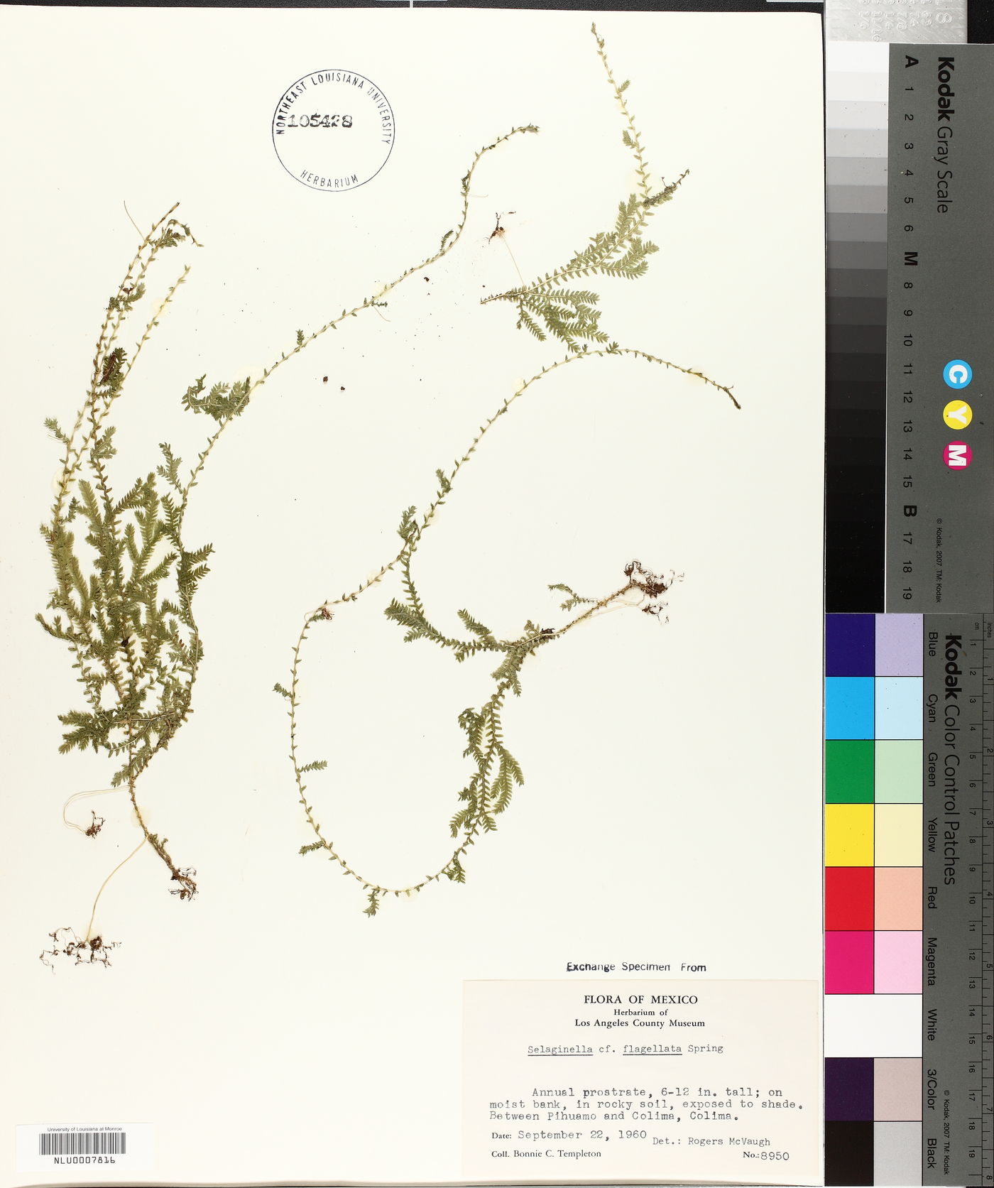 Selaginella flagellata image