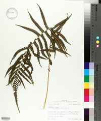 Thelypteris kunthii image