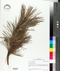 Pinus echinata image