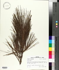 Pinus taeda image