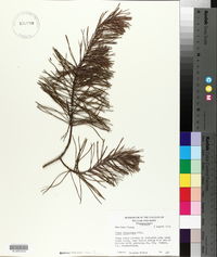 Pinus virginiana image