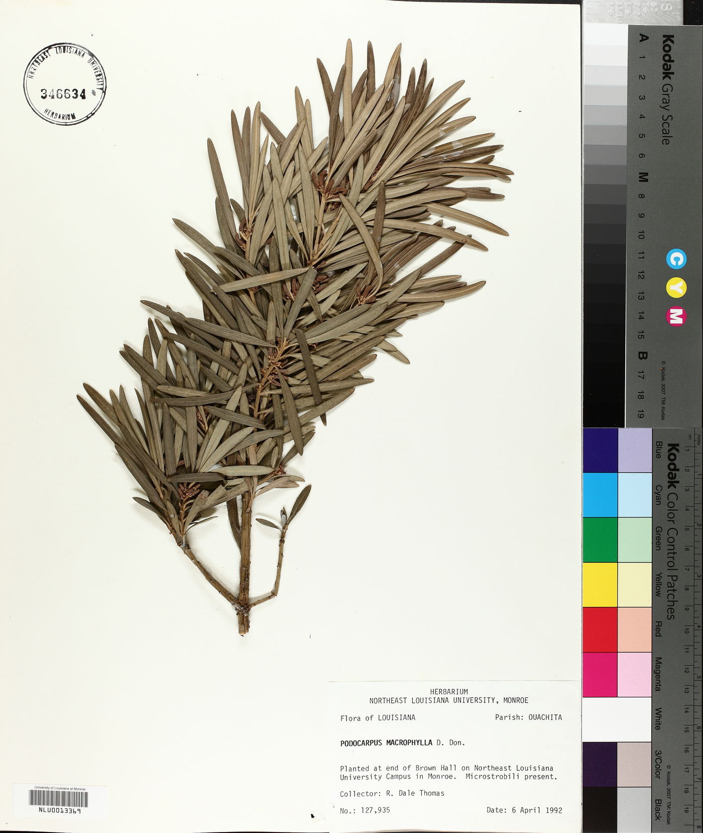 Podocarpus macrophylla image