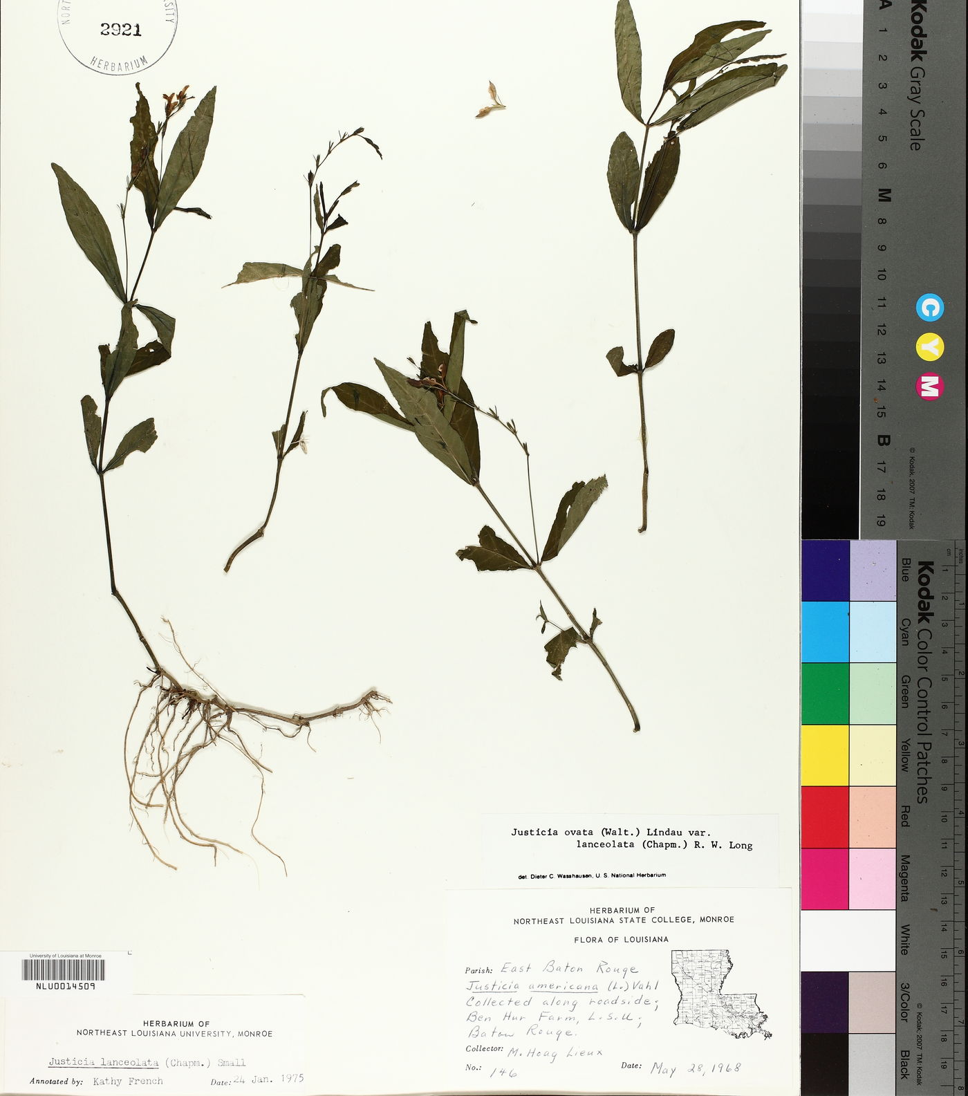 Justicia lanceolata image