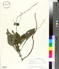 Pseuderanthemum alatum image