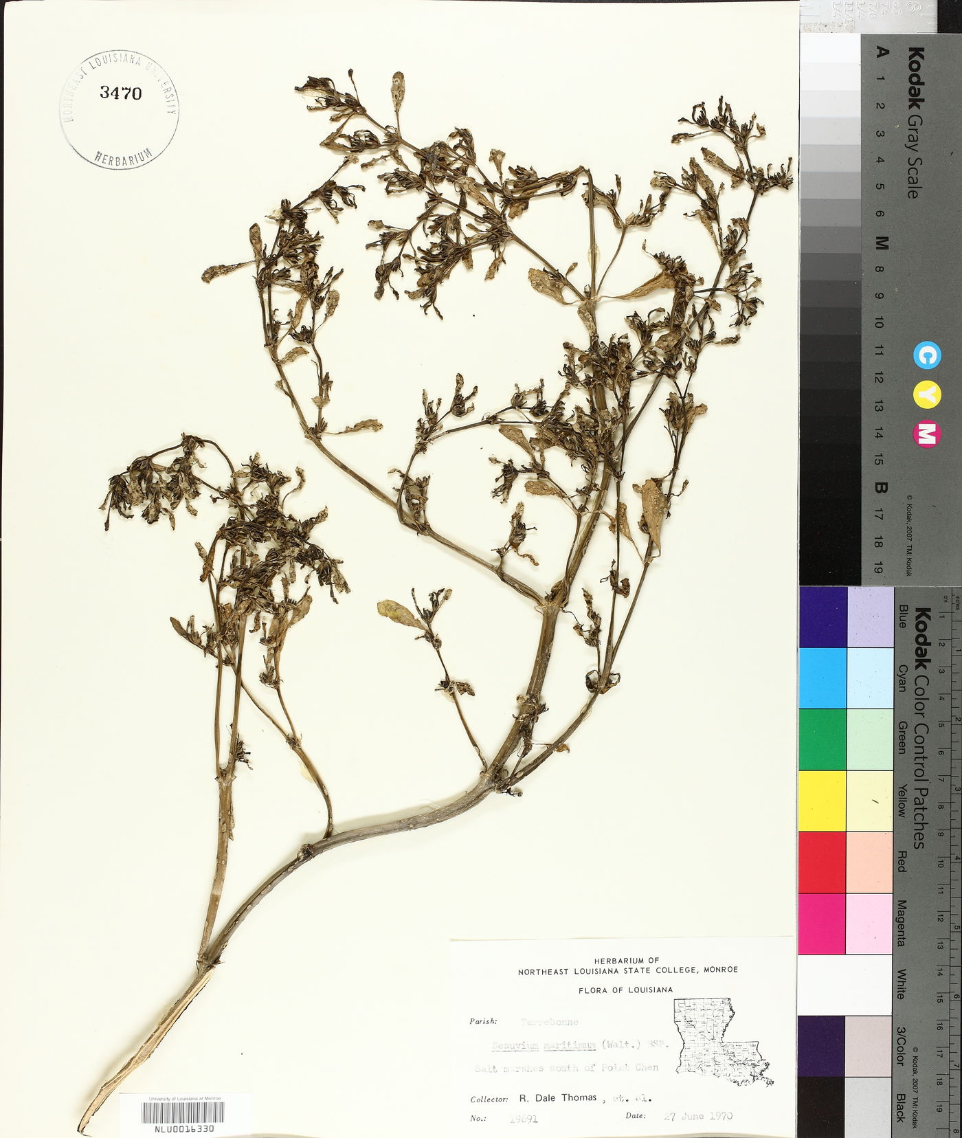 Sesuvium maritimum image