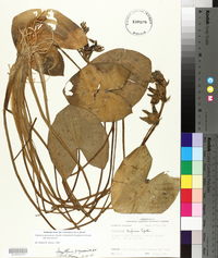 Sagittaria guayanensis subsp. guayanensis image
