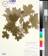 Acer barbatum image