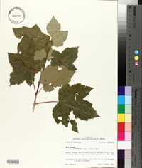 Acer rubrum var. drummondii image