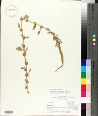 Amaranthus spinosus image