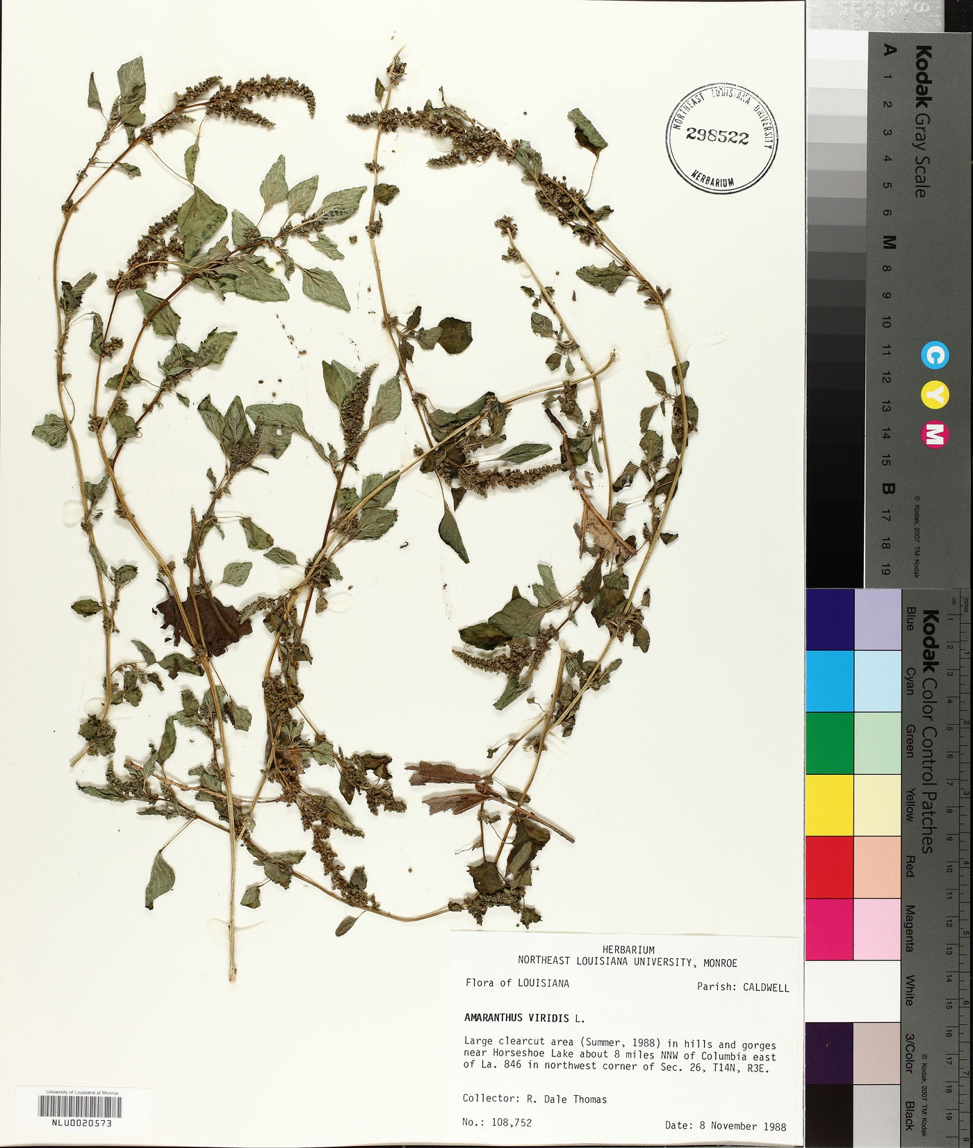 Amaranthus viridis image