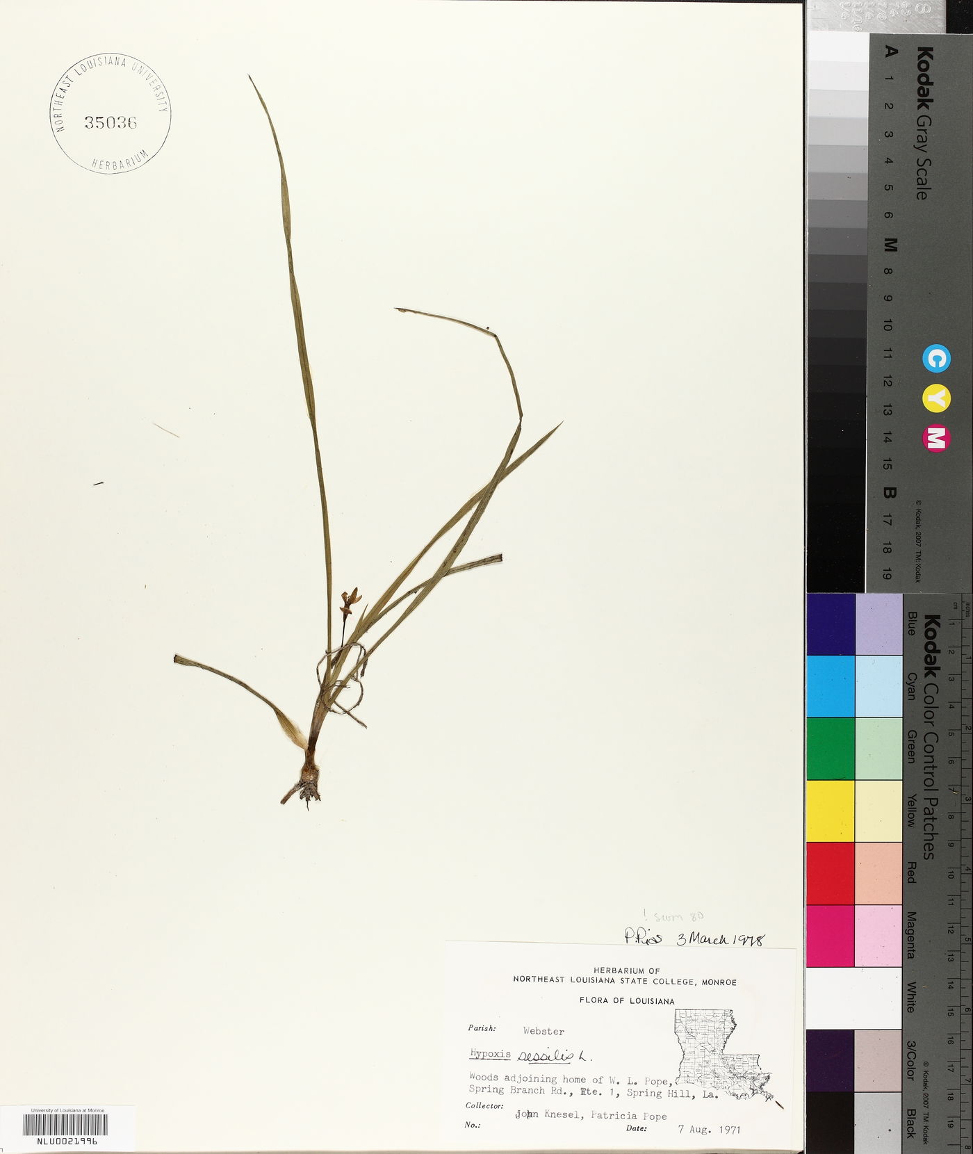 Hypoxis sessilis image