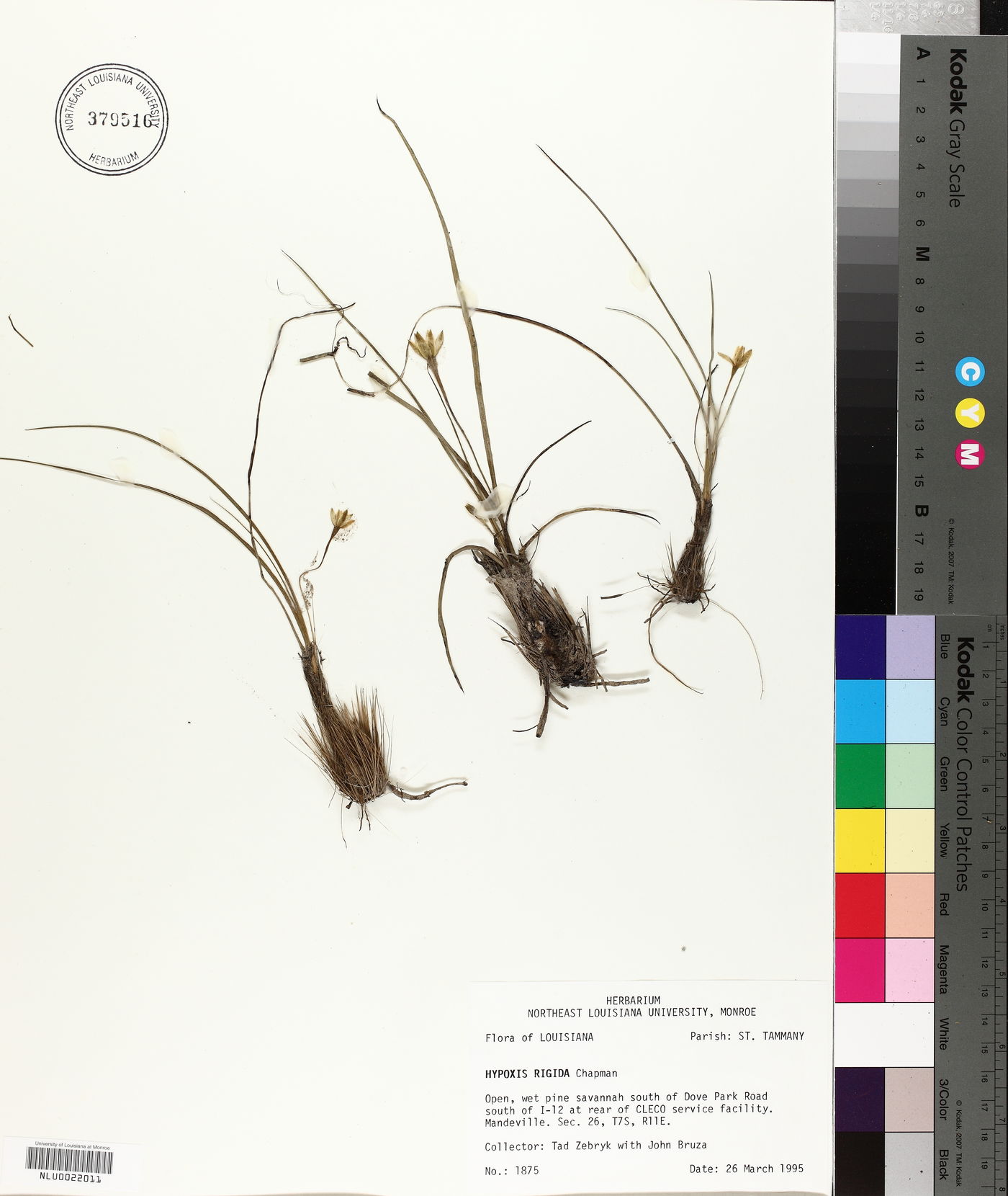 Hypoxis rigida image