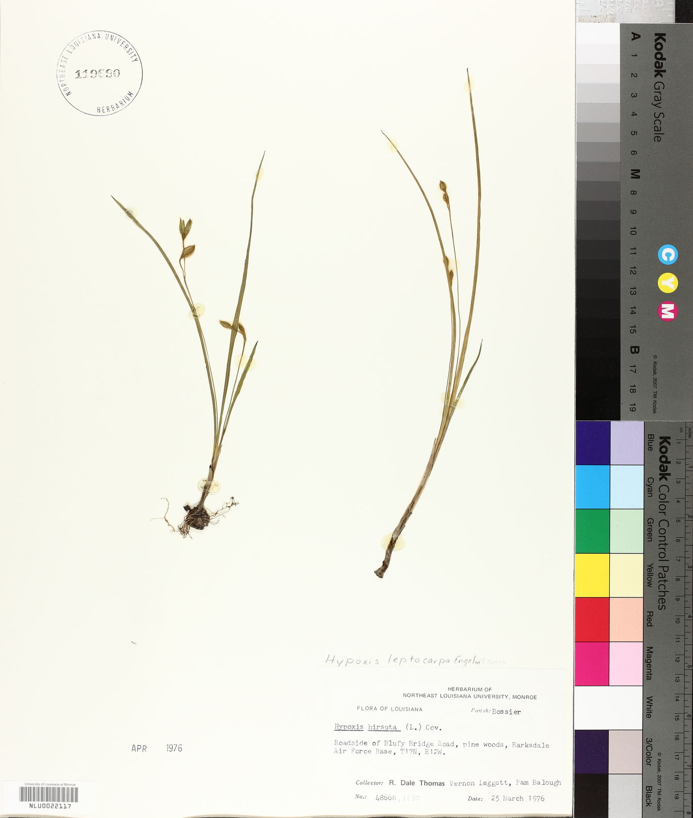 Hypoxis curtissii image