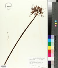 Lycoris radiata image