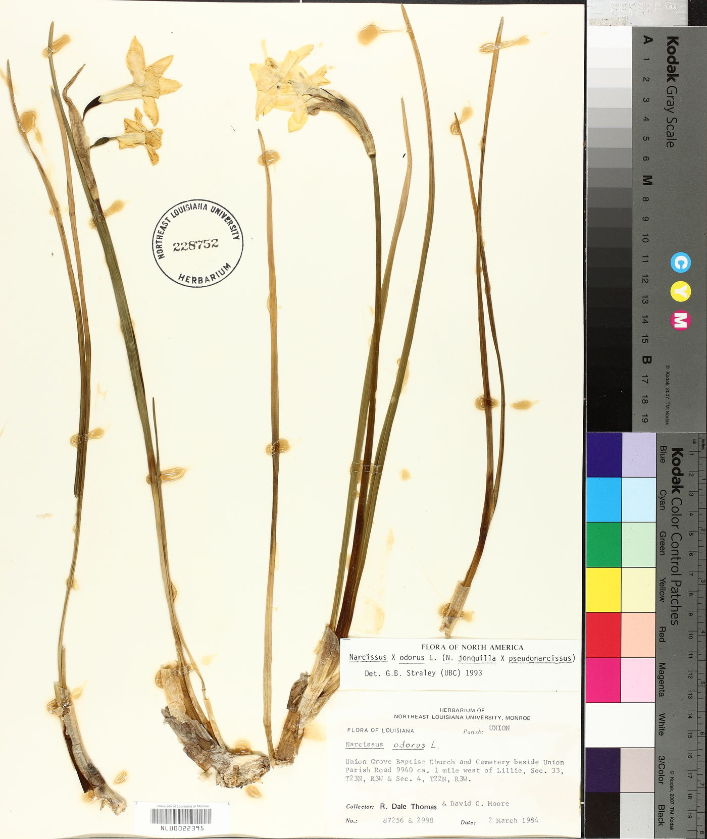 Narcissus x odorus image