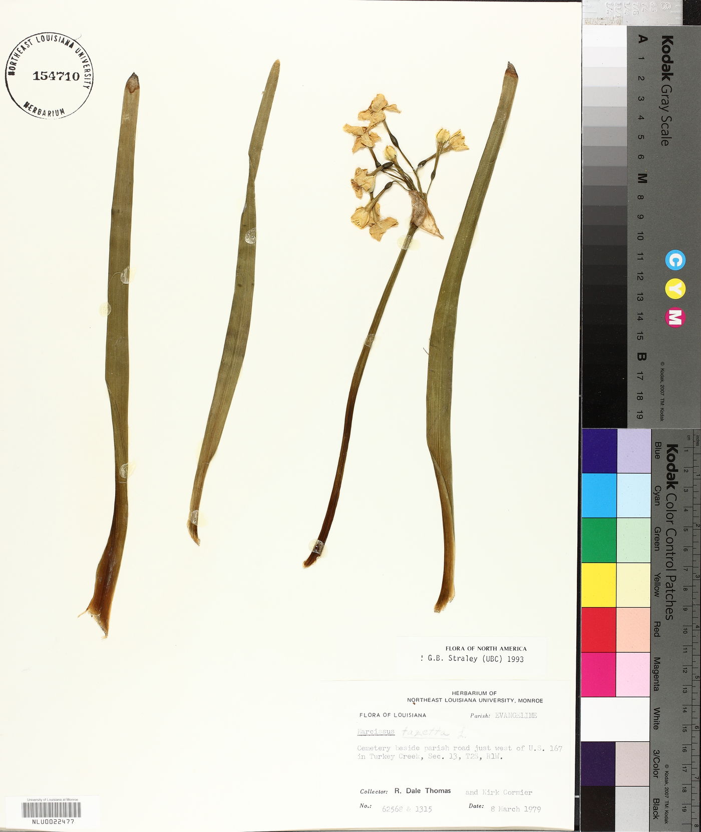 Narcissus tazetta image