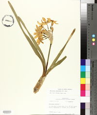 Narcissus papyraceus image