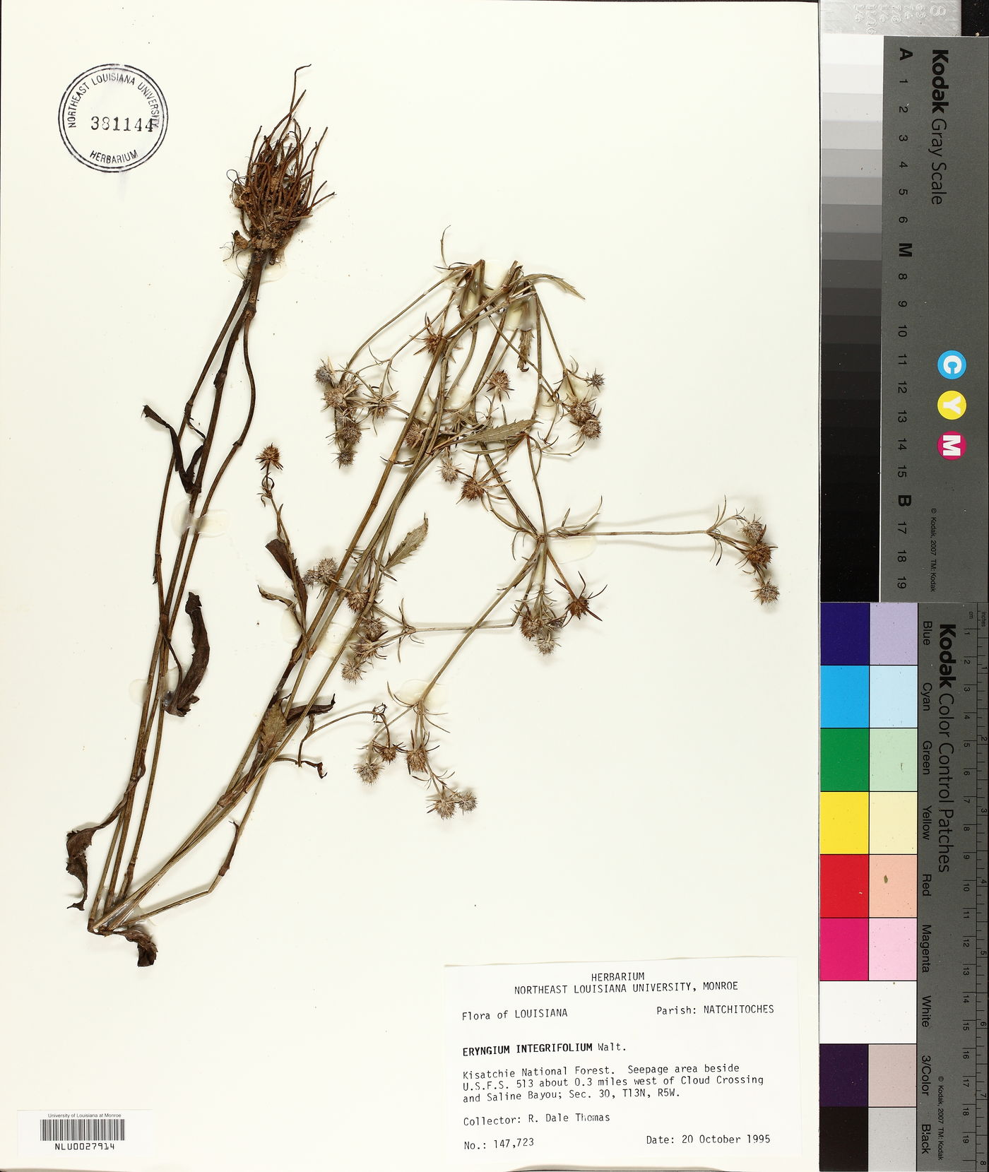 Eryngium integrifolium image