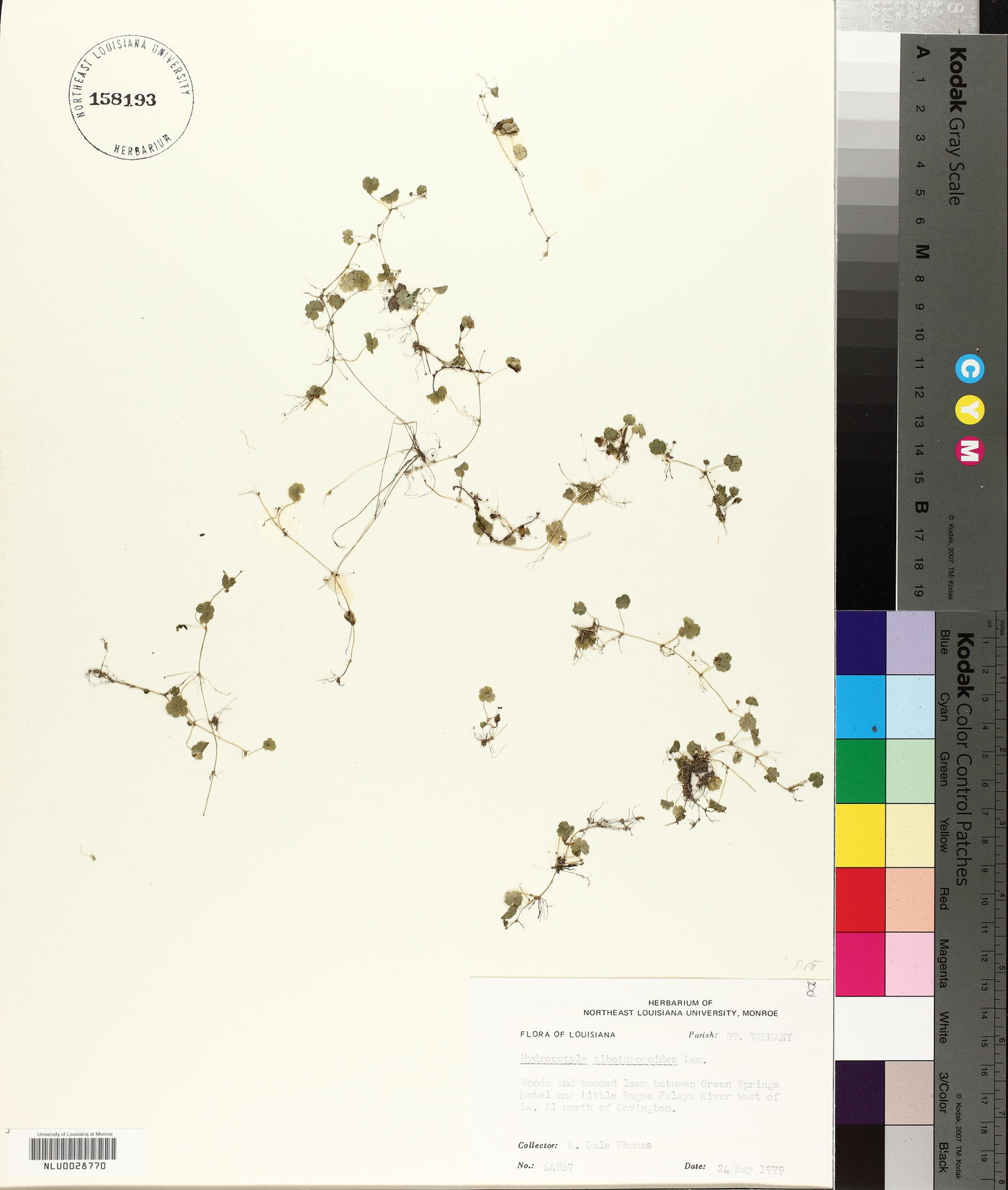Hydrocotyle sibthorpioides image