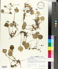 Hydrocotyle verticillata image