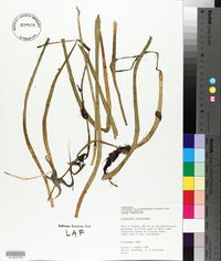 Lilaeopsis carolinensis image