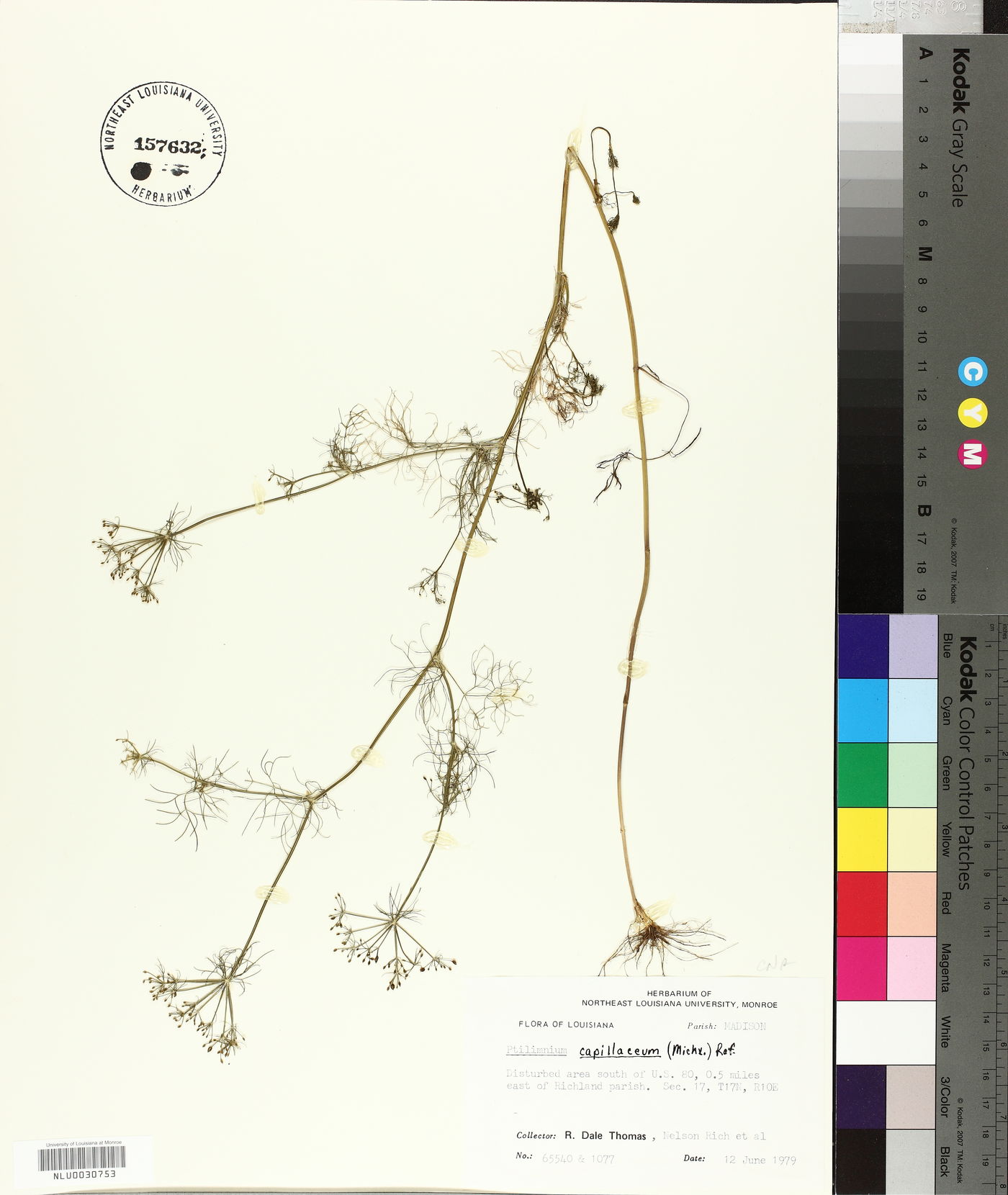 Ptilimnium capillaceum image