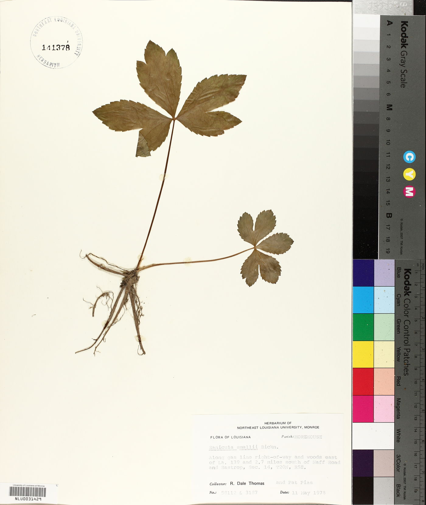Sanicula smallii image