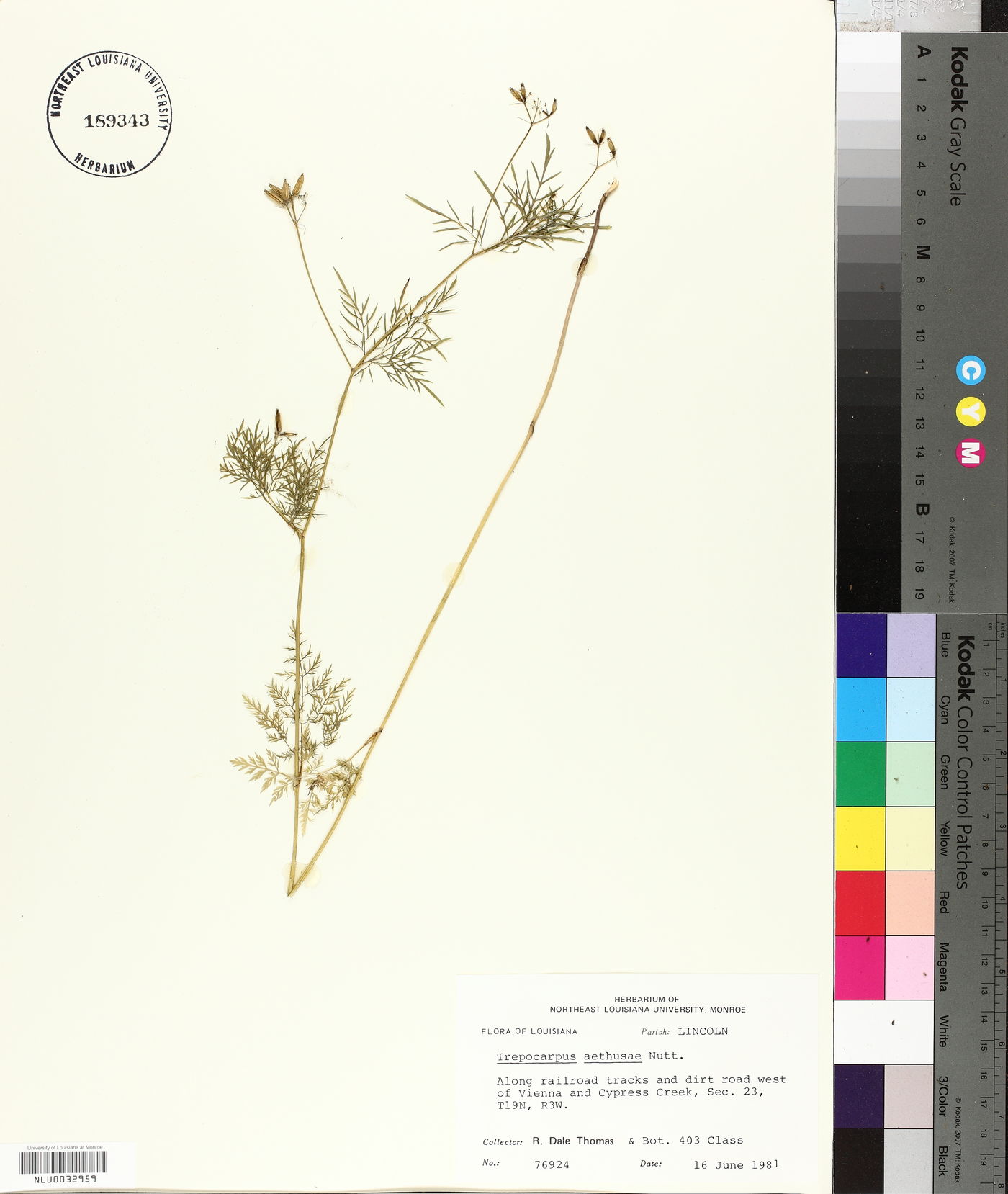 Trepocarpus aethusae image