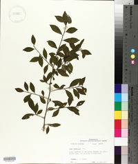 Ilex vomitoria image