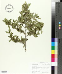 Ilex vomitoria image