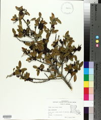 Ilex vomitoria image