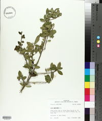 Ilex vomitoria image