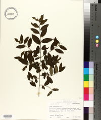 Ilex vomitoria image