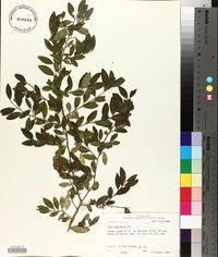 Ilex vomitoria image