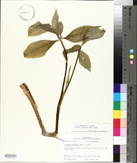 Arisaema triphyllum subsp. quinatum image