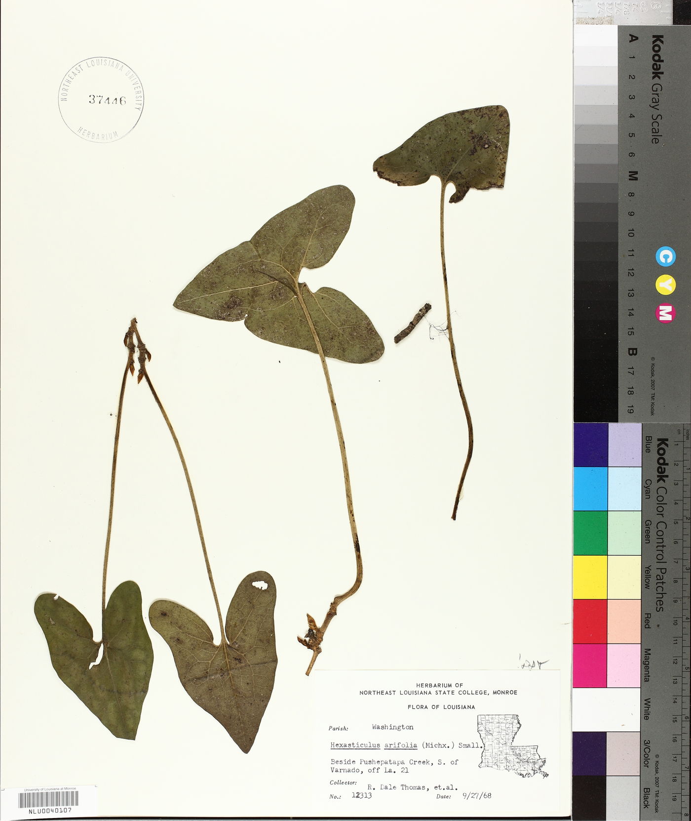Hexastylis arifolia image