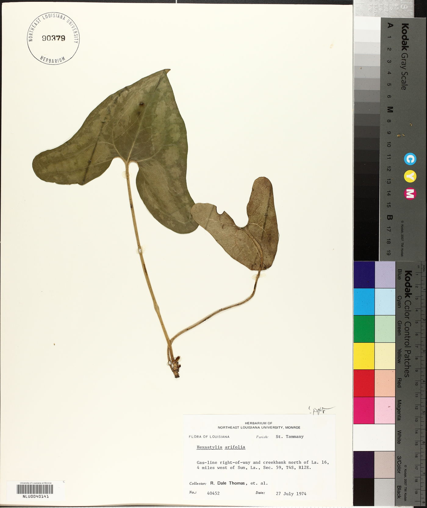 Hexastylis arifolia image