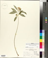 Asclepias perennis image