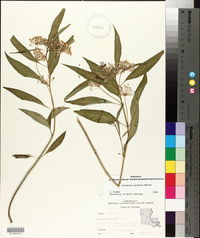 Asclepias perennis image