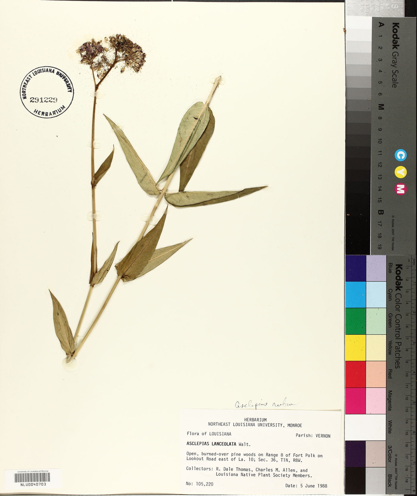 Asclepias rubra image