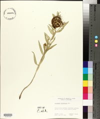 Asclepias viridiflora image