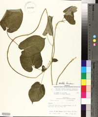 Matelea decipiens image