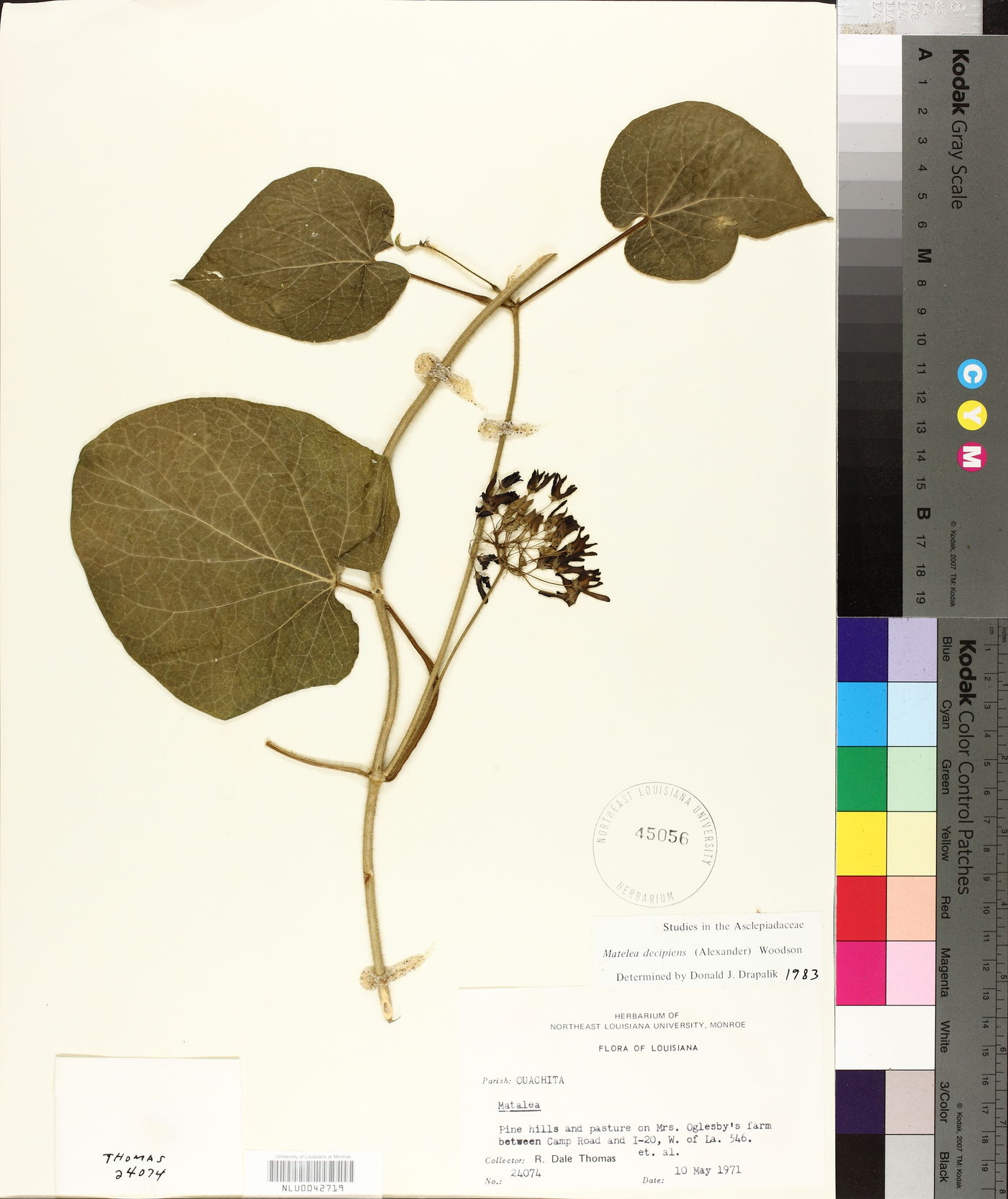 Matelea decipiens image