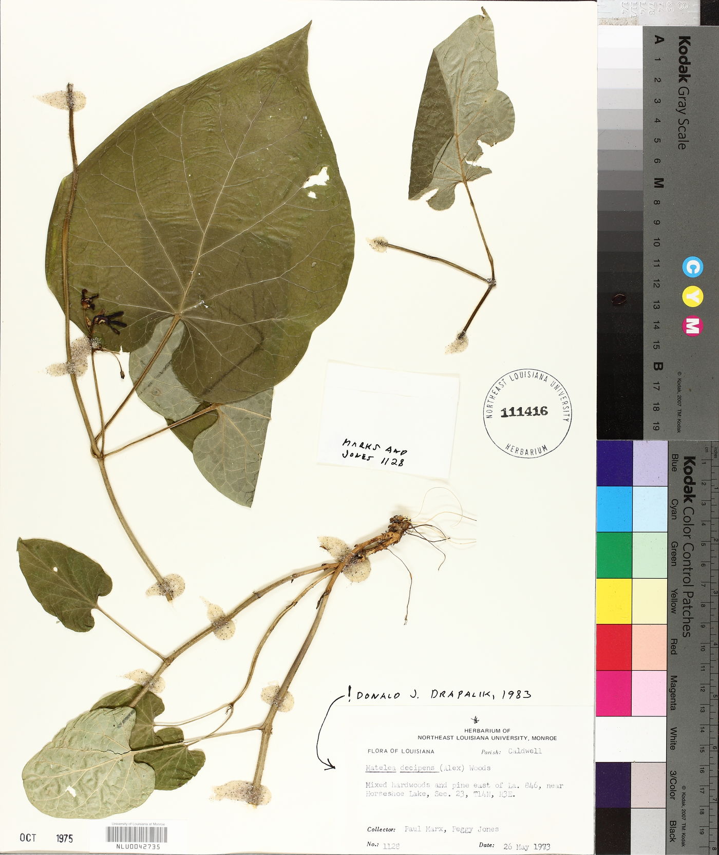 Matelea decipiens image