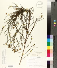 Symphyotrichum patens image