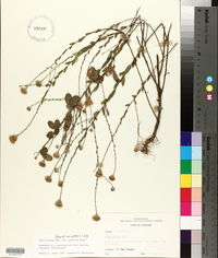 Symphyotrichum patens image