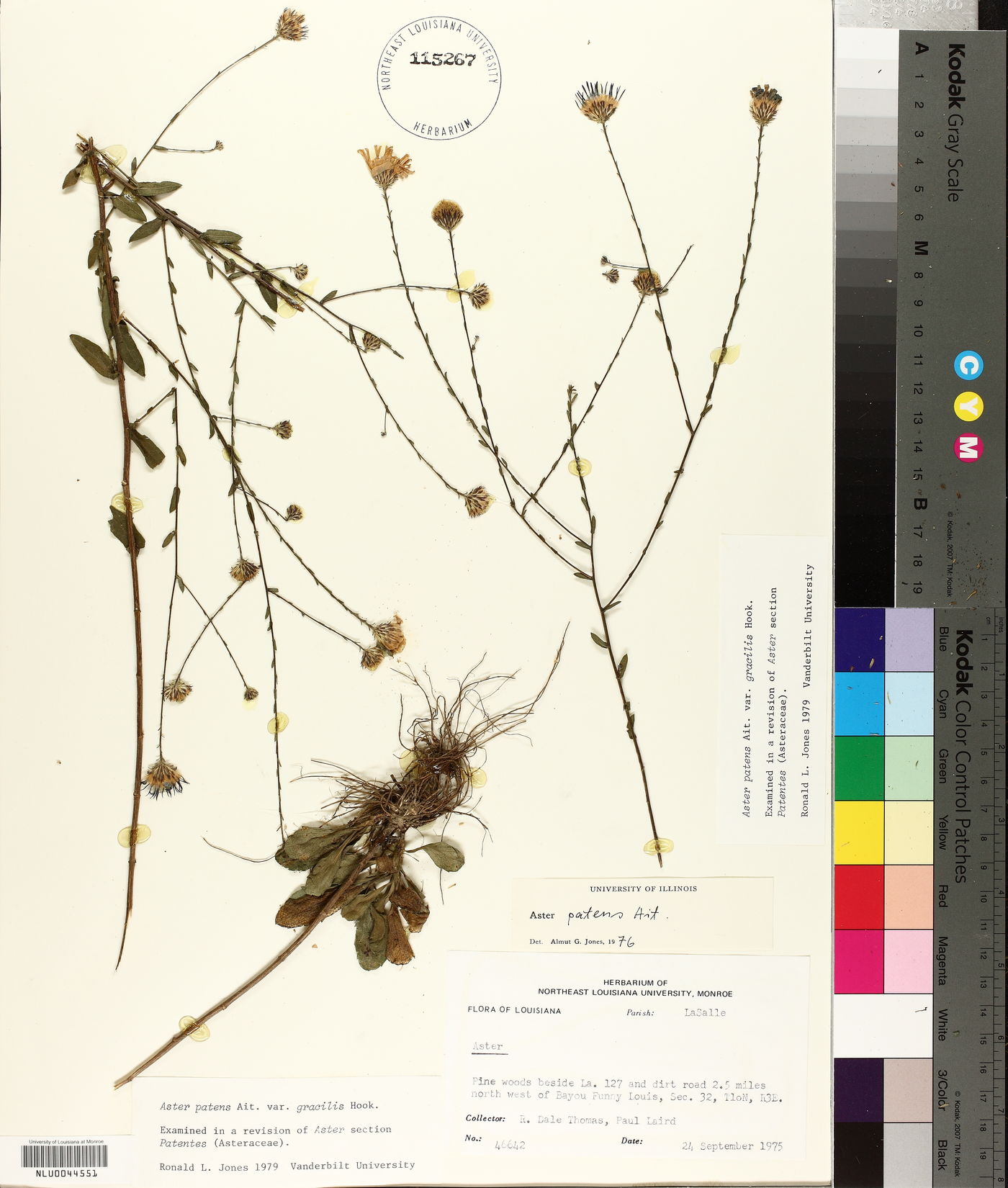 Symphyotrichum patens var. gracile image