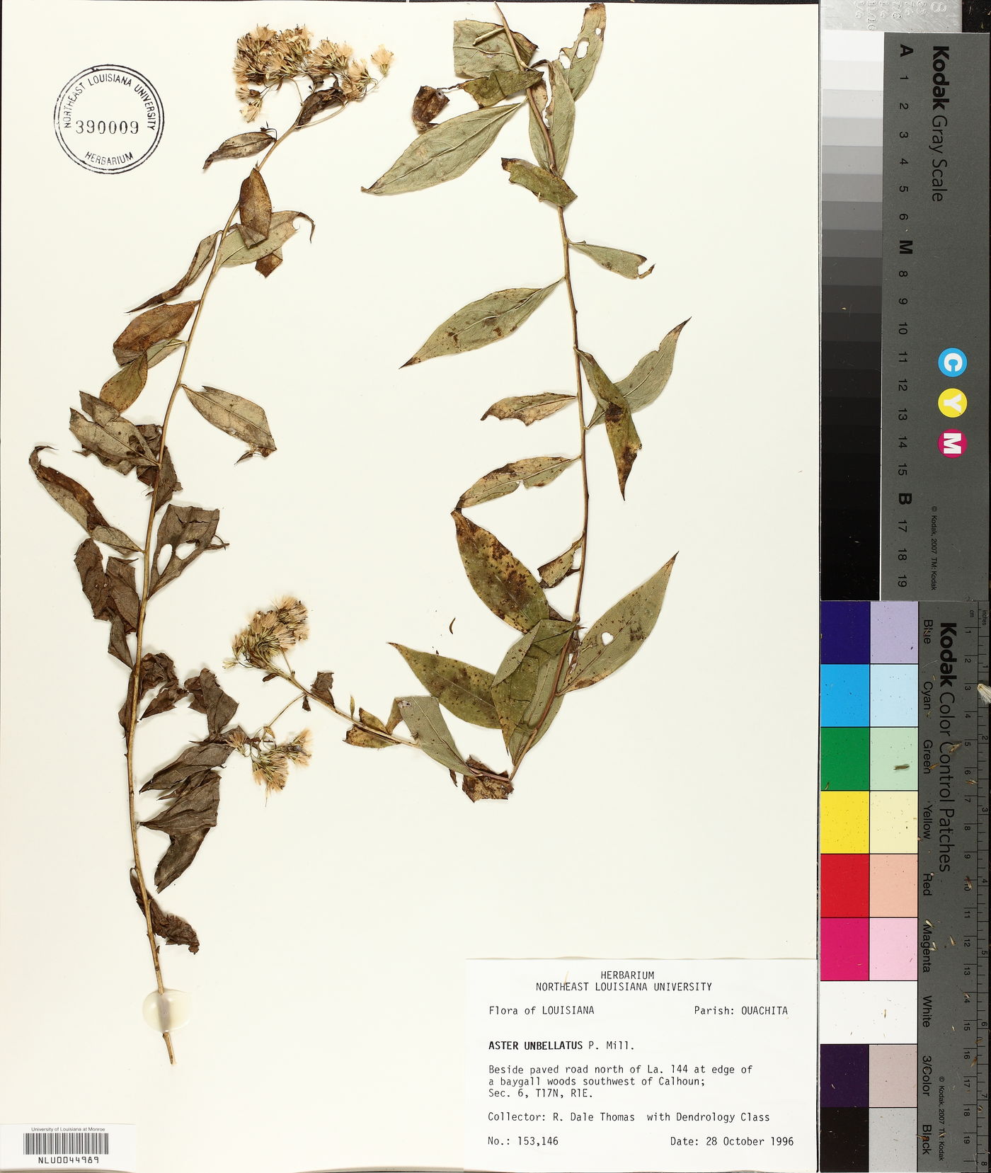 Doellingeria sericocarpoides image