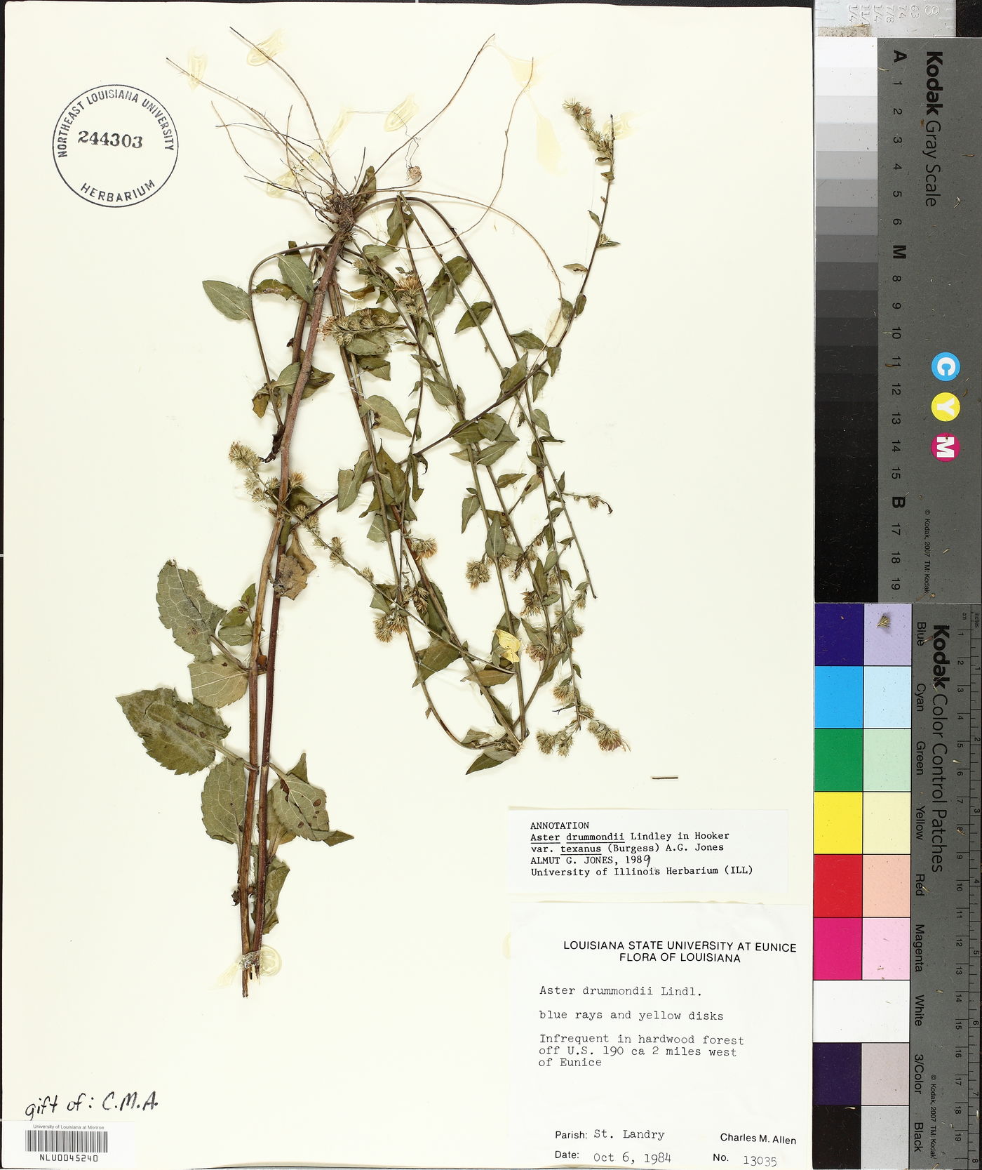Symphyotrichum drummondii var. texanum image